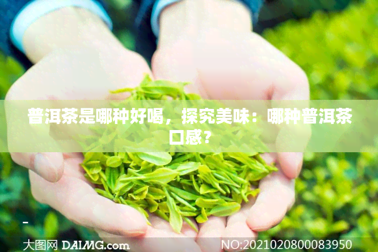 普洱茶是哪种好喝，探究美味：哪种普洱茶口感？