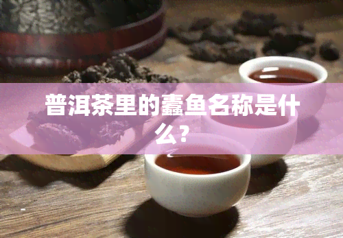 普洱茶里的蠹名称是什么？