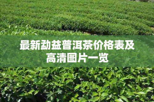 最新勐益普洱茶价格表及高清图片一览