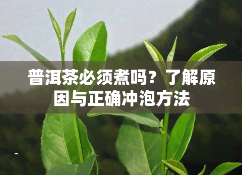 普洱茶必须煮吗？了解原因与正确冲泡方法