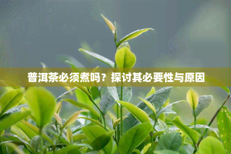 普洱茶必须煮吗？探讨其必要性与原因