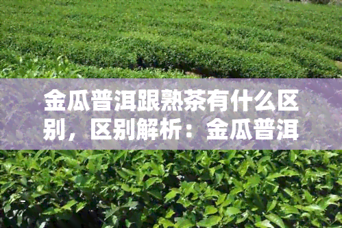 金瓜普洱跟熟茶有什么区别，区别解析：金瓜普洱与熟茶的差异之处