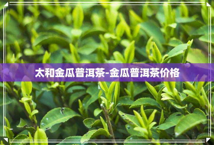 太和金瓜普洱茶-金瓜普洱茶价格