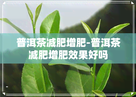 普洱茶减肥增肥-普洱茶减肥增肥效果好吗