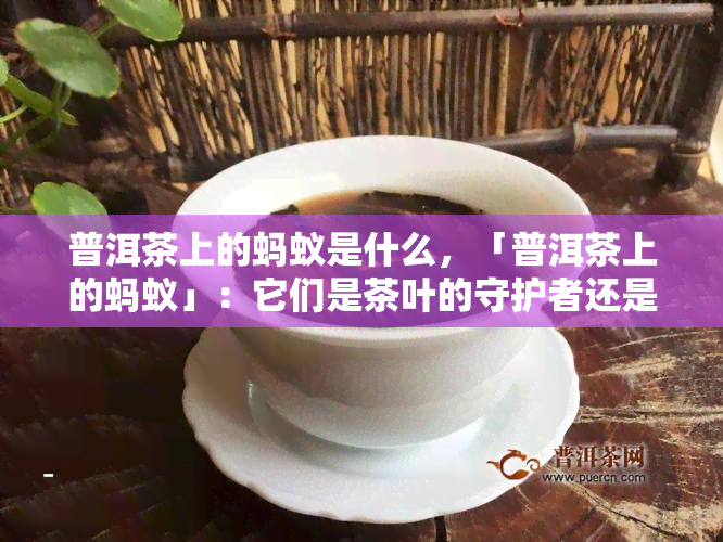 普洱茶上的蚂蚁是什么，「普洱茶上的蚂蚁」：它们是茶叶的守护者还是破坏者？