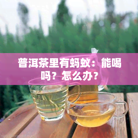 普洱茶里有蚂蚁：能喝吗？怎么办？