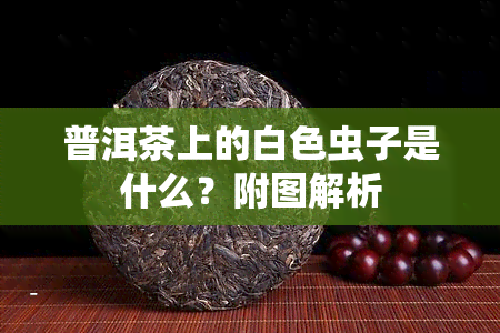 普洱茶上的白色虫子是什么？附图解析