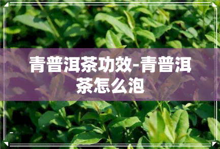 青普洱茶功效-青普洱茶怎么泡