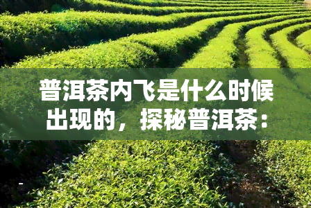 普洱茶内飞是什么时候出现的，探秘普洱茶：内飞标识的起源与演变