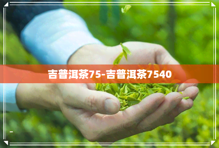 吉普洱茶75-吉普洱茶7540