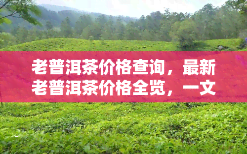 老普洱茶价格查询，最新老普洱茶价格全览，一文带你了解市场行情