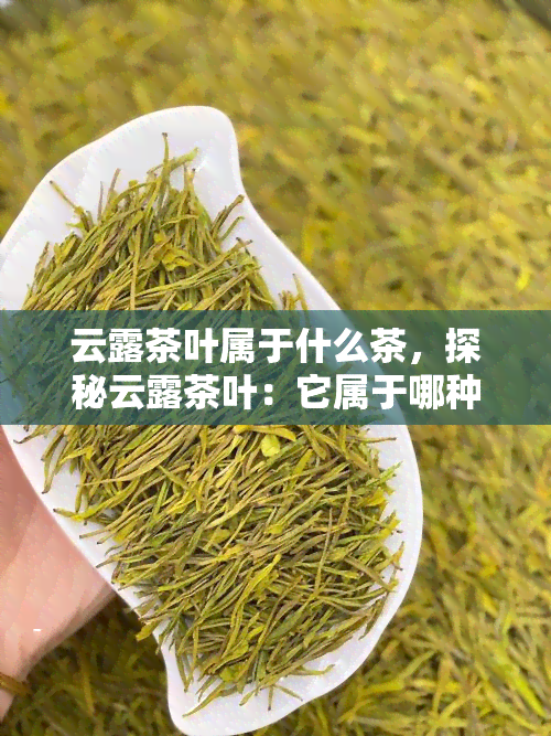 云露茶叶属于什么茶，探秘云露茶叶：它属于哪种类型的茶？