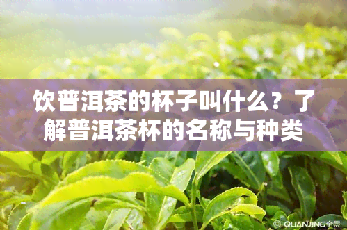 饮普洱茶的杯子叫什么？了解普洱茶杯的名称与种类