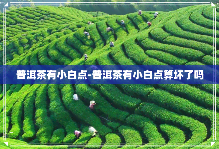 普洱茶有小白点-普洱茶有小白点算坏了吗