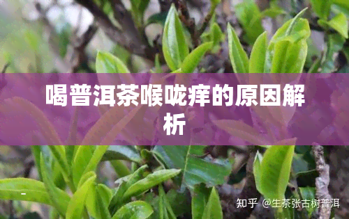 喝普洱茶喉咙痒的原因解析