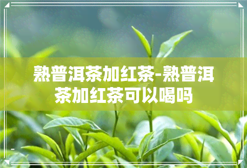 熟普洱茶加红茶-熟普洱茶加红茶可以喝吗