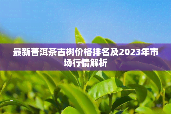 最新普洱茶古树价格排名及2023年市场行情解析