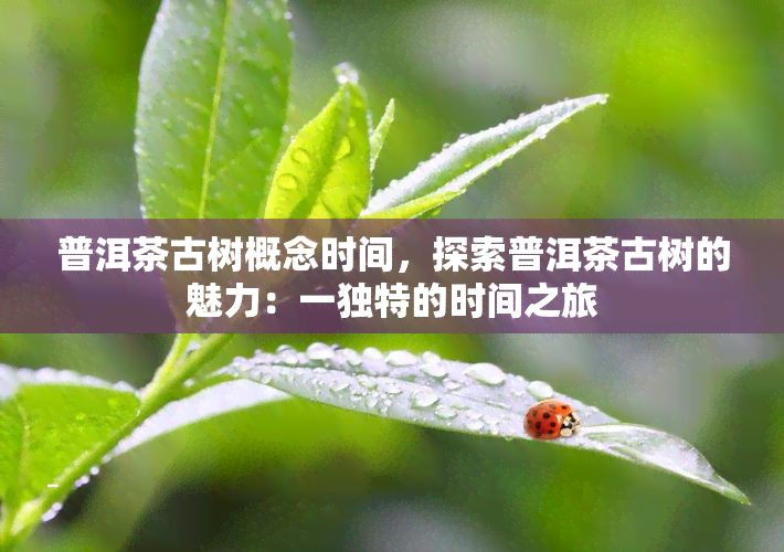 普洱茶古树概念时间，探索普洱茶古树的魅力：一独特的时间之旅