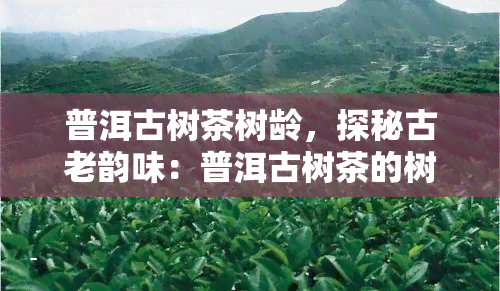 普洱古树茶树龄，探秘古老韵味：普洱古树茶的树龄与品质探究