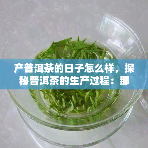 产普洱茶的日子怎么样，探秘普洱茶的生产过程：那些难忘的日子