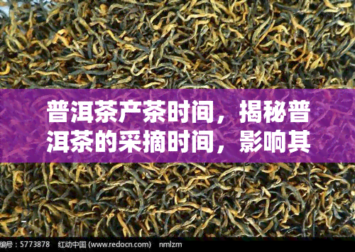 普洱茶产茶时间，揭秘普洱茶的采摘时间，影响其品质的关键因素