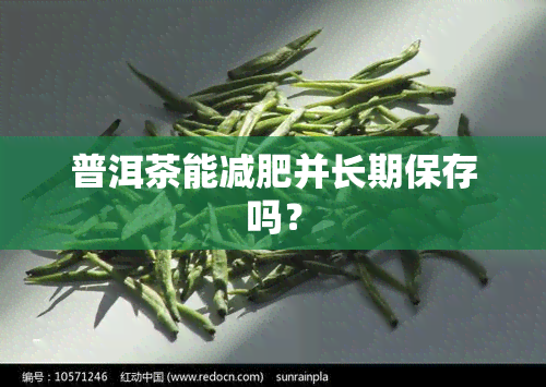 普洱茶能减肥并长期保存吗？