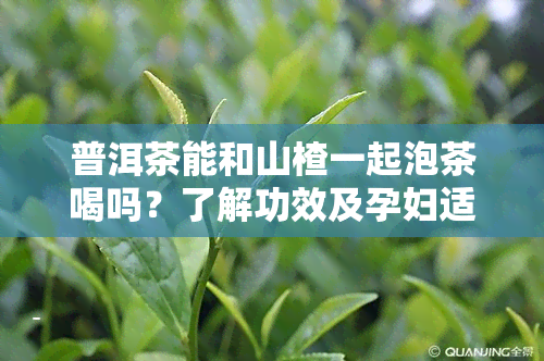 普洱茶能和山楂一起泡茶喝吗？了解功效及孕妇适宜性