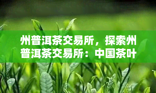 州普洱茶交易所，探索州普洱茶交易所：中国茶叶市场的新亮点