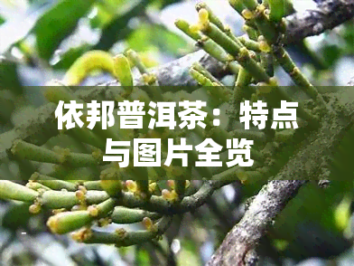 依邦普洱茶：特点与图片全览