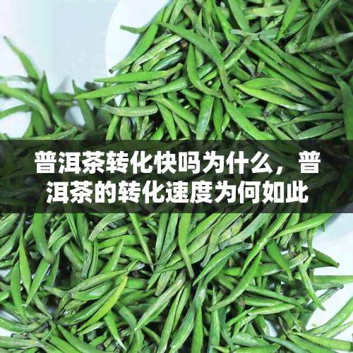 普洱茶转化快吗为什么，普洱茶的转化速度为何如此之快？