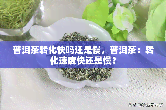 普洱茶转化快吗还是慢，普洱茶：转化速度快还是慢？