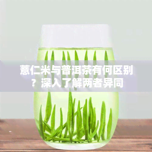 薏仁米与普洱茶有何区别？深入了解两者异同