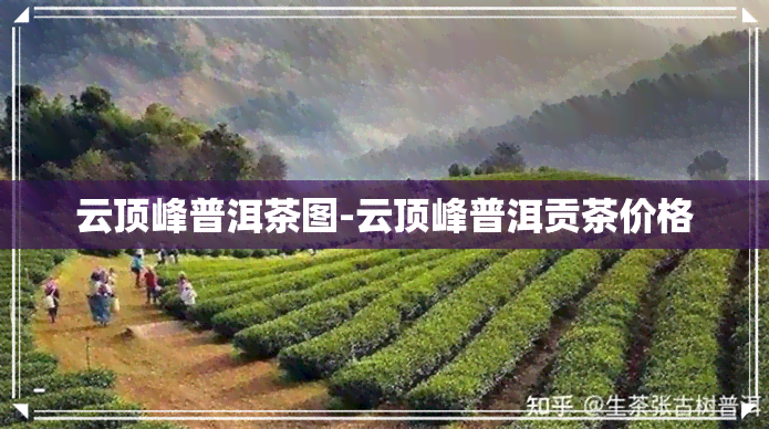 云顶峰普洱茶图-云顶峰普洱贡茶价格