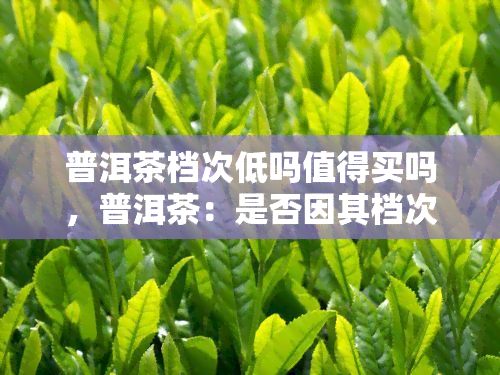 普洱茶档次低吗值得买吗，普洱茶：是否因其档次低而不值得购买？