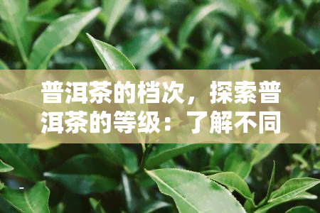 普洱茶的档次，探索普洱茶的等级：了解不同档次的区别与特点