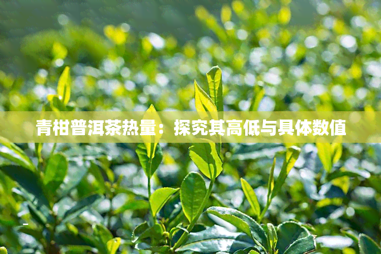 青柑普洱茶热量：探究其高低与具体数值