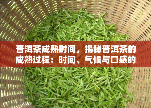 普洱茶成熟时间，揭秘普洱茶的成熟过程：时间、气候与口感的影响