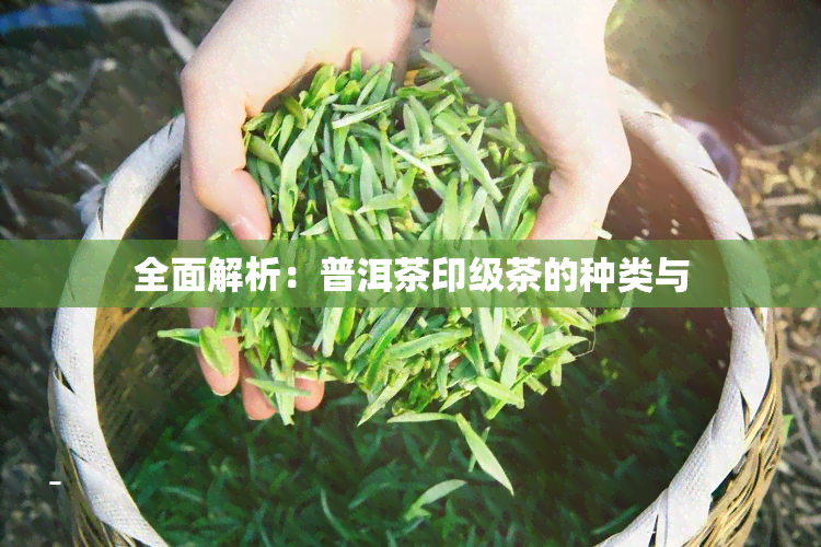 全面解析：普洱茶印级茶的种类与