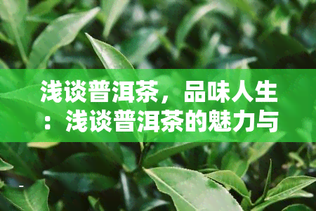 浅谈普洱茶，品味人生：浅谈普洱茶的魅力与文化