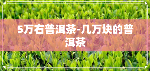 5万右普洱茶-几万块的普洱茶