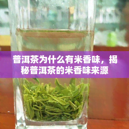 普洱茶为什么有米香味，揭秘普洱茶的米香味来源