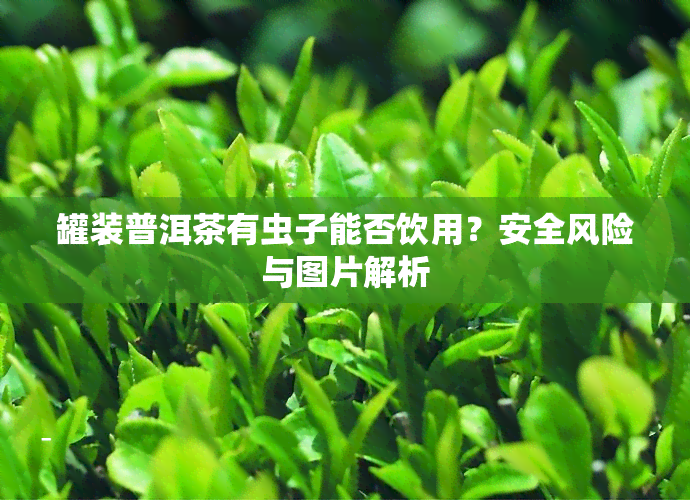 罐装普洱茶有虫子能否饮用？安全风险与图片解析