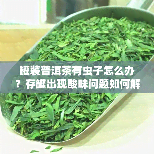 罐装普洱茶有虫子怎么办？存罐出现酸味问题如何解决？