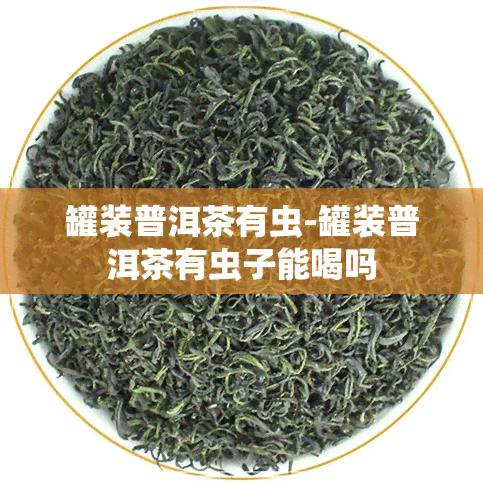 罐装普洱茶有虫-罐装普洱茶有虫子能喝吗