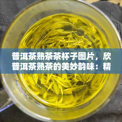 普洱茶熟茶茶杯子图片，欣普洱茶熟茶的美妙韵味：精选茶杯图片集