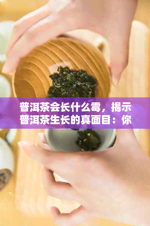 普洱茶会长什么霉，揭示普洱茶生长的真面目：你不知道的霉菌世界