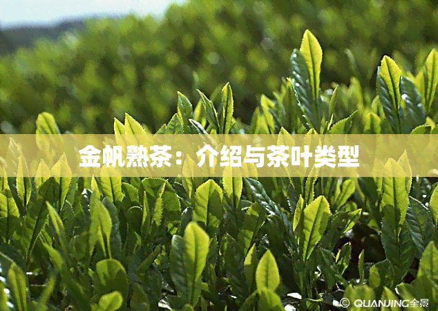 金帆熟茶：介绍与茶叶类型