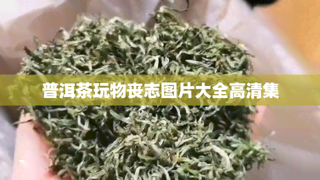 普洱茶玩物丧志图片大全高清集