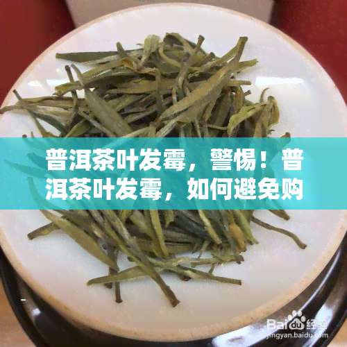 普洱茶叶发霉，警惕！普洱茶叶发霉，如何避免购买和保存过程中的风险？