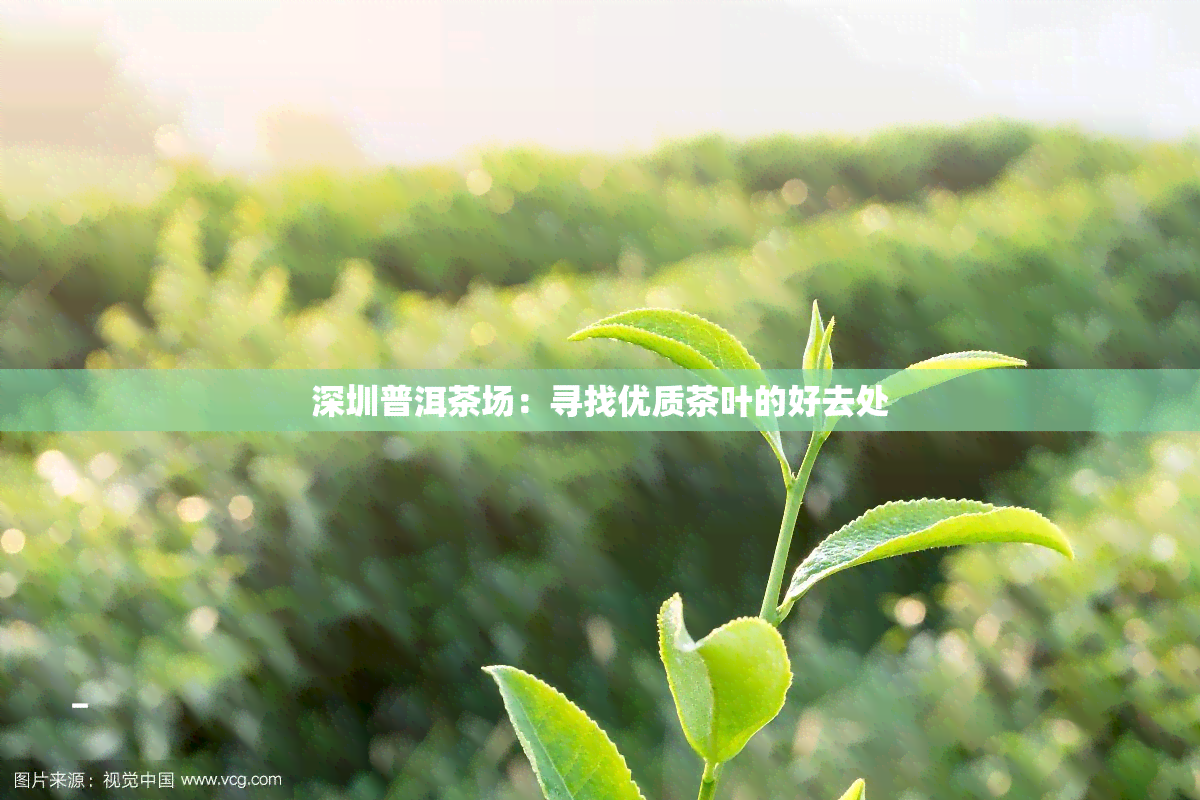 深圳普洱茶场：寻找优质茶叶的好去处